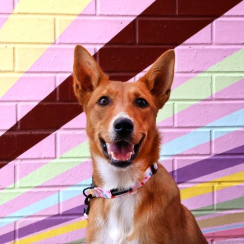 Clementine - Australian Kelpie Dog