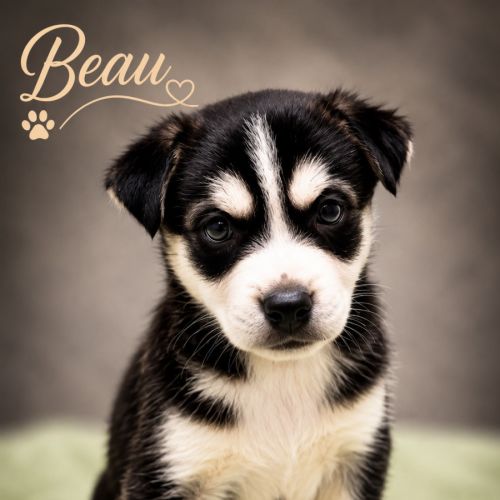 Beau - Alaskan Husky Dog