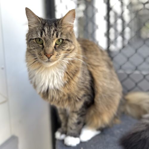 Esmeralda - Domestic Medium Hair (DMH) Cat