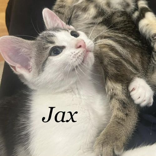 Jax - Domestic Short Hair (DSH) Cat