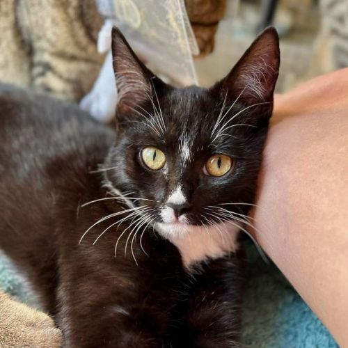 Fez  - Domestic Short Hair (DSH) Cat