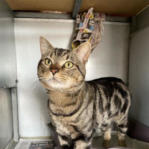 Max - Domestic Short Hair (DSH) Cat