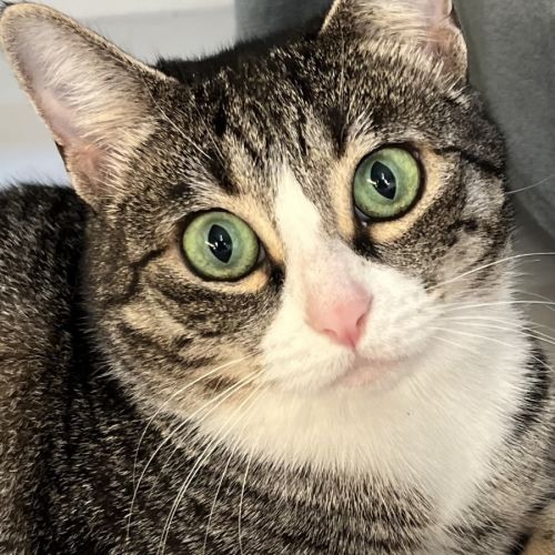 Angelica  - Domestic Short Hair (DSH) Cat