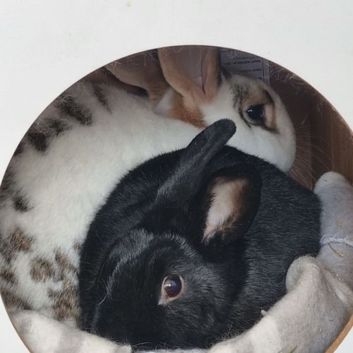Petal & Jacob - English Spot Rabbit