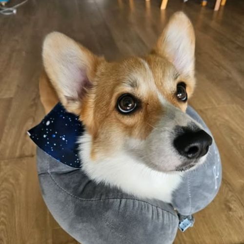 Penny - Welsh Corgi (Pembroke) Dog