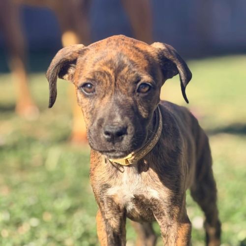 Colklin - Catahoula Leopard Dog
