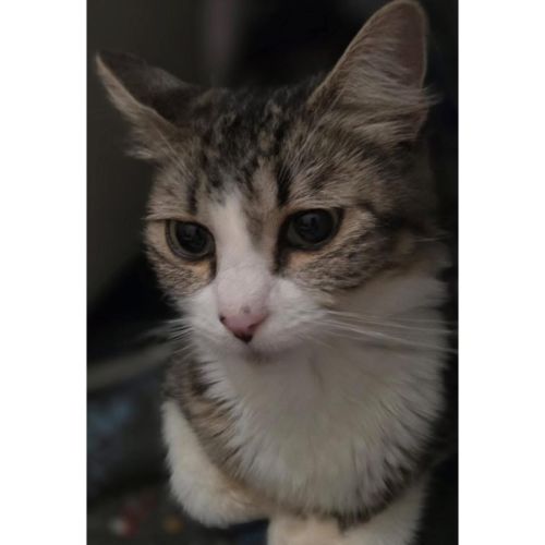 13335 - Toffee - Domestic Short Hair (DSH) Cat