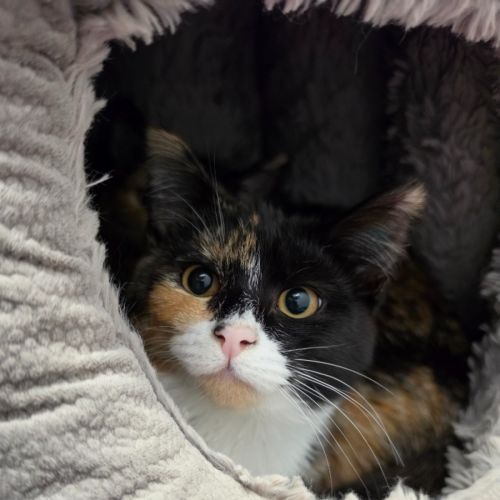 Daisy - Domestic Short Hair (DSH) Cat