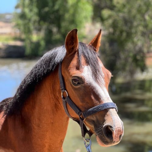 Enzo - Welsh Mountain Pony Horse