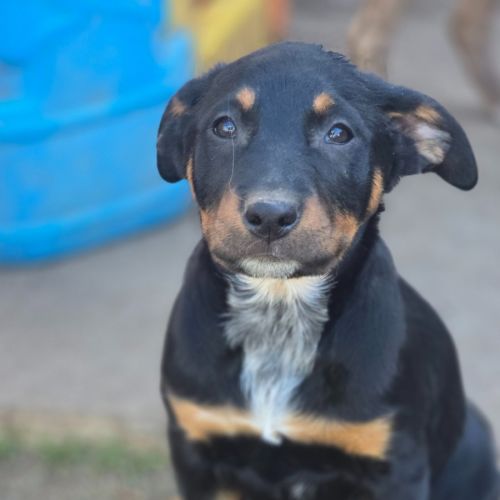 Carl - Bull Terrier x Australian Kelpie Dog