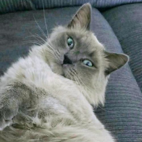 Nautilus - Ragdoll Cat