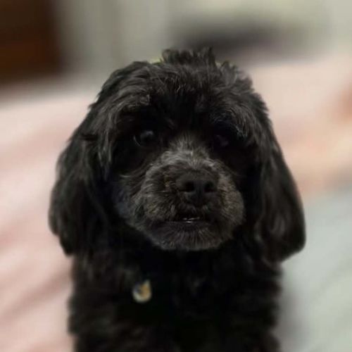 Roxi - Poodle (Toy) Dog