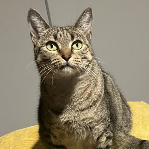 Pandora - Domestic Short Hair (DSH) Cat