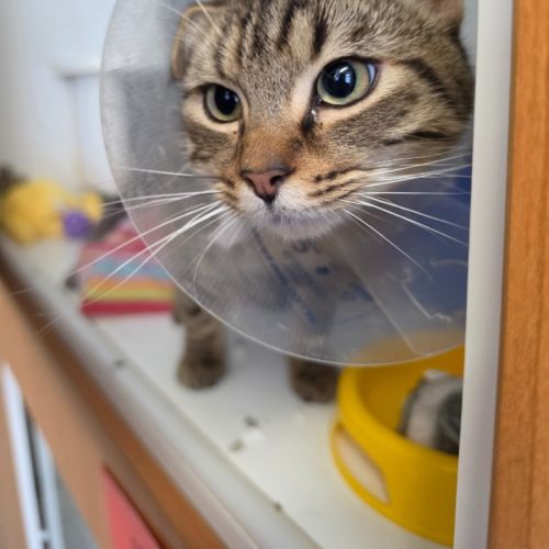Sooty - Domestic Short Hair (DSH) Cat