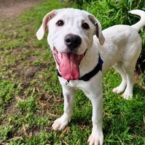 Apollo - Maremma Sheepdog x American Staffy Dog