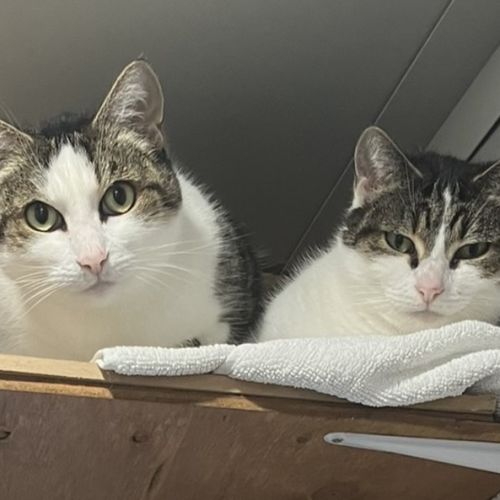 Poss and Princess - Domestic Short Hair (DSH) Cat