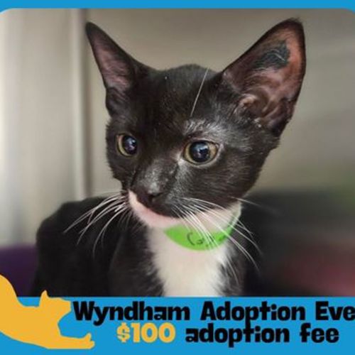 Slinky - Domestic Short Hair Cat