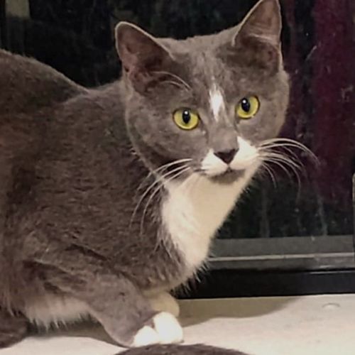 Rappi - Domestic Short Hair (DSH) Cat