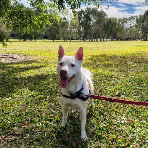 Blondie - Staffordshire Bull Terrier Dog