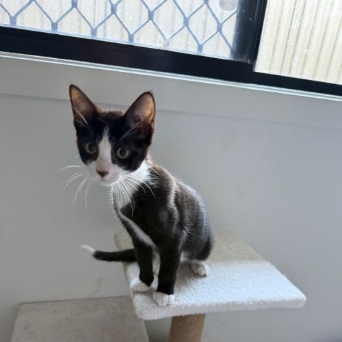 Rikku  - Domestic Short Hair (DSH) Cat