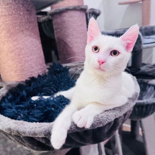 Casper - Domestic Short Hair (DSH) Cat
