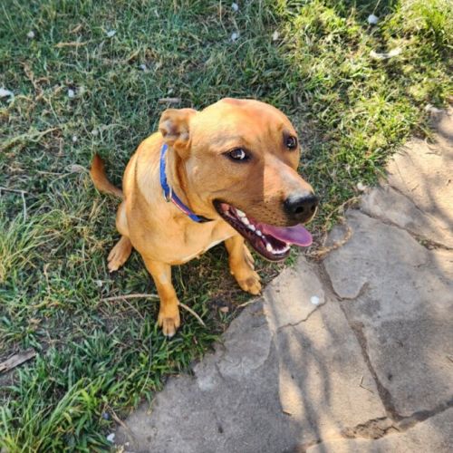 Buster - Bull Arab Dog