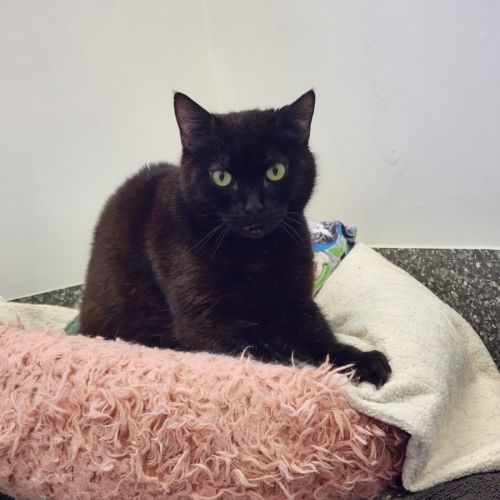 Angelique - Domestic Short Hair (DSH) Cat