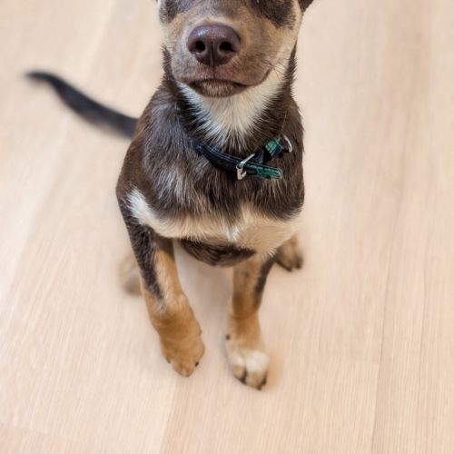 Phoenix  - Australian Kelpie Dog