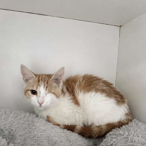 Iris - Domestic Short Hair (DSH) Cat