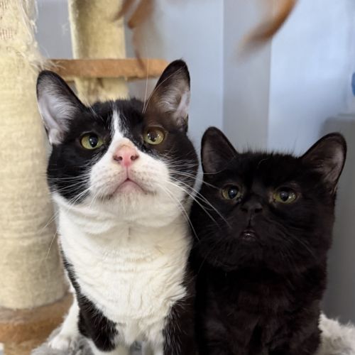 Diaz and Gucci - Domestic Short Hair (DSH) Cat