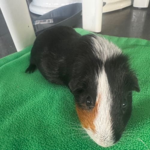 Jeff -  Guinea Pig