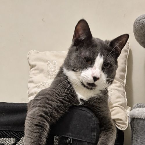 Odin - Domestic Short Hair (DSH) Cat