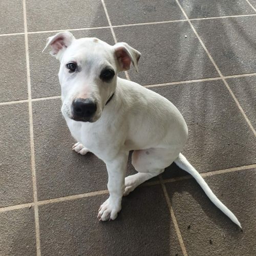 Bubbles  - Irish Wolfhound x Staffordshire Bull Terrier Dog