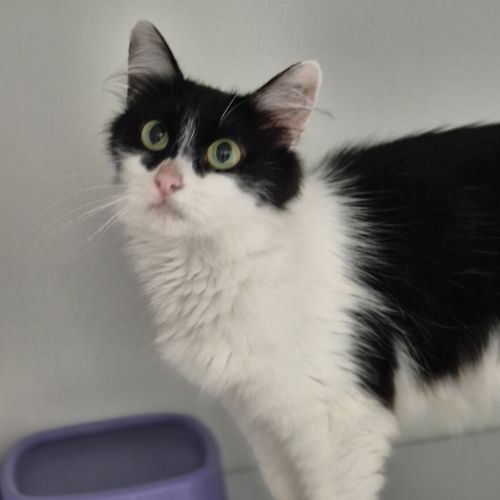 Tiana (batwoman) - Domestic Medium Hair Cat