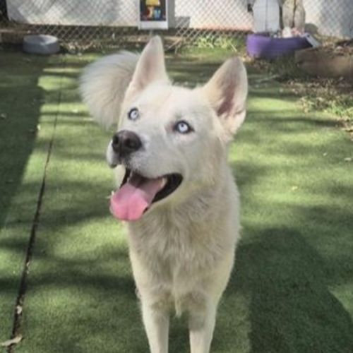 Quinn - Siberian Husky Dog