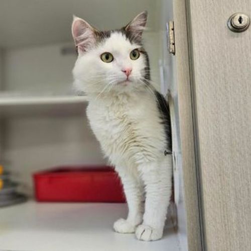 Frankie - Domestic Medium Hair Cat