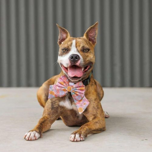 Ellie - 1 Year Old Boxer X Staffy - Boxer x American Staffordshire Terrier Dog