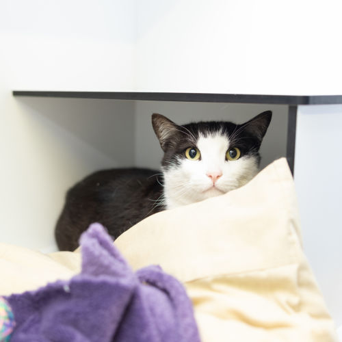 Timothy - Domestic Short Hair Cat