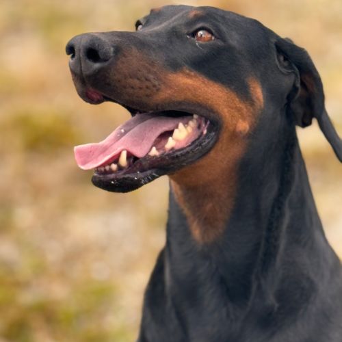 Ms A von Dobermann - Doberman Dog