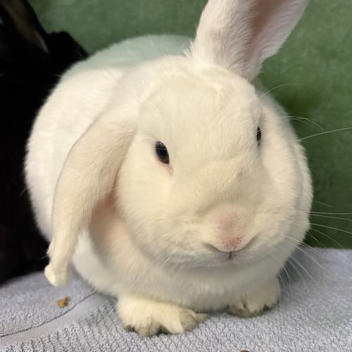 Pop (bonded To Star) - Lop Eared Rabbit