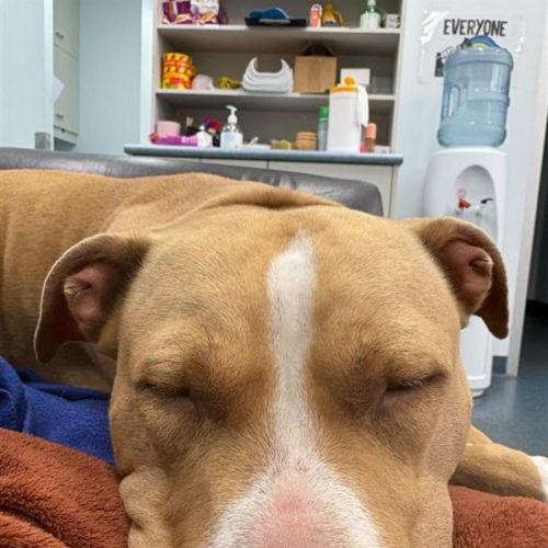 Elsie - American Staffordshire Terrier Dog