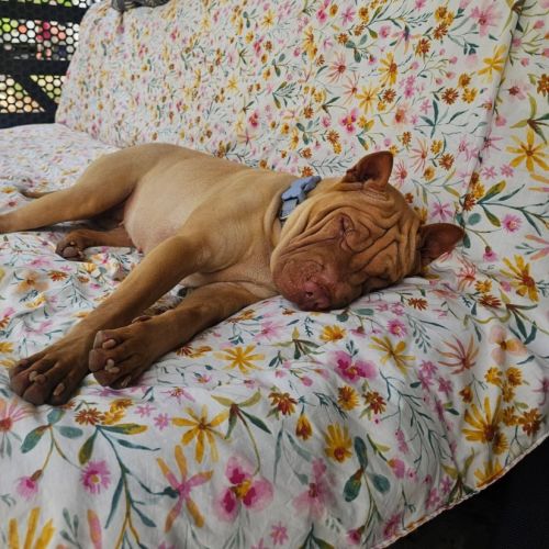 Arna - Shar Pei Dog