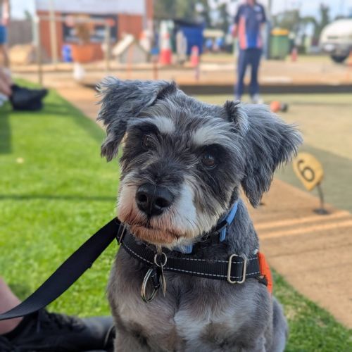 Monty - Schnauzer, Miniature Dog