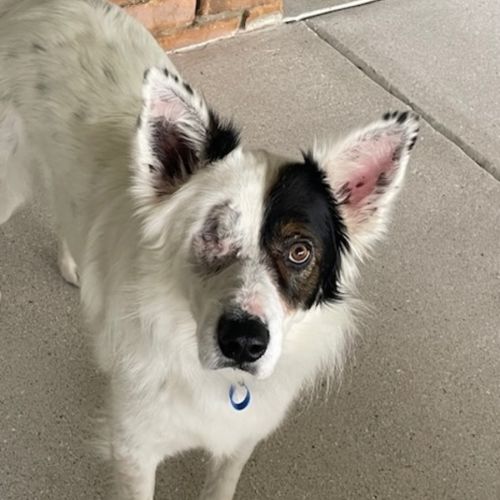 Phantom *$350 Adoption fee*  - Border Collie Dog