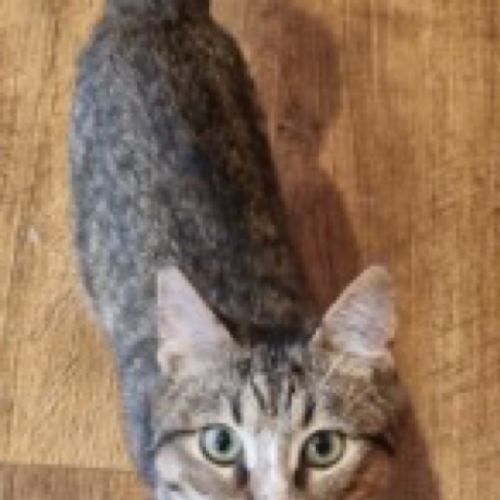 Judy - Domestic Short Hair (DSH) Cat