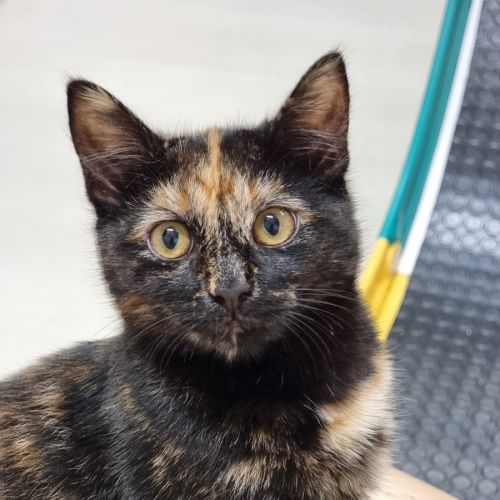 Quill - Domestic Short Hair (DSH) Cat