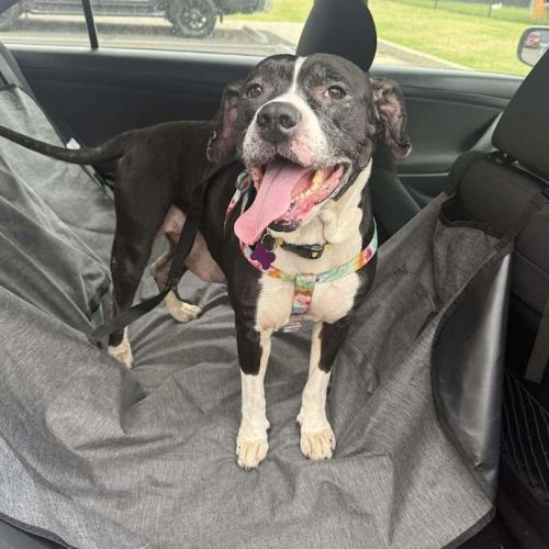 Bunny - American Staffordshire Terrier Dog