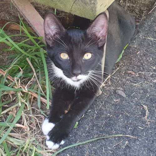 Aiko * 9 Lives Project Rescue* - Domestic Short Hair (DSH) Cat