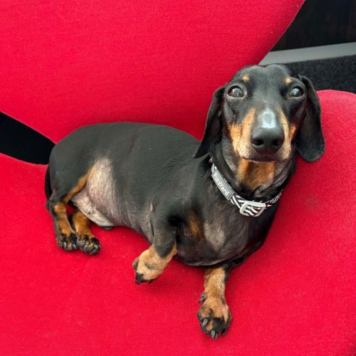 Perseus (Percy) - Dachshund (Miniature Smooth Haired) Dog