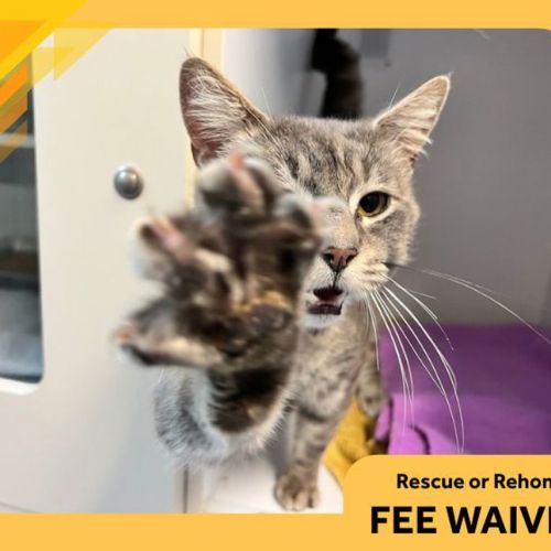 Walder Grey - Domestic Short Hair Cat